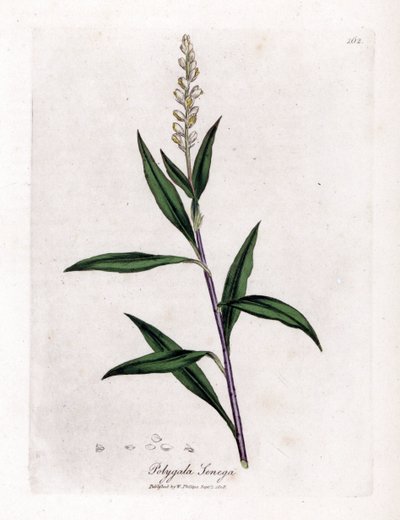 Virginia polygale or milk grass - Senega, Polygala senega by James Sowerby