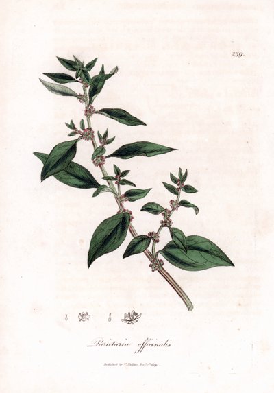 Wall pellitory, Parietaria officinalis by James Sowerby