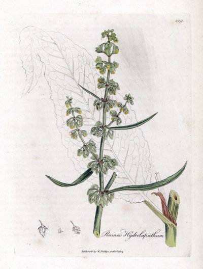 Water Patience or Aquatic Patience - Great water dock, Rumex hydrolapathum by James Sowerby
