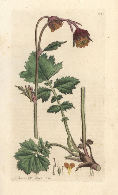 Water Avens, Geum Rivale by James Sowerby