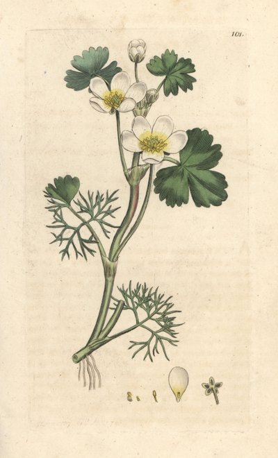 Water Crowfoot, Ranunculus aquatilis (Handcoloured copperplate engraving) by James Sowerby