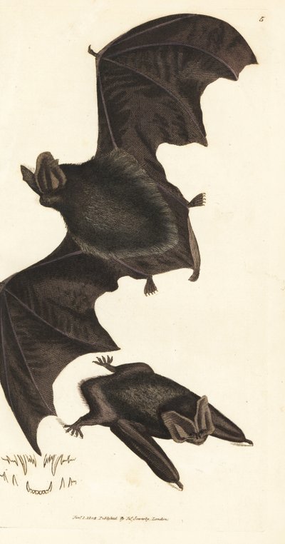 Western Barbastelle Bat (Handcoloured Copperplate Engraving by James Sowerby from The British Miscellany) by James Sowerby