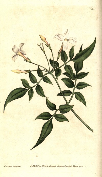 White Jasmine or Common Jasmine, Jasminum officinale by James Sowerby