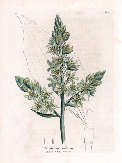 White Veratre (formerly white hellebore) - White hellebore, Veratrum album by James Sowerby