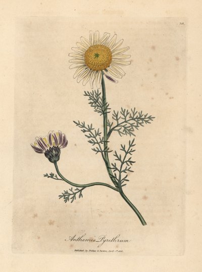 White and yellow Spanish camomile, Anthemis pyrethrum by James Sowerby