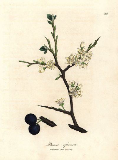 White blossom and blue berries of the sloe tree, Prunus spinosa by James Sowerby