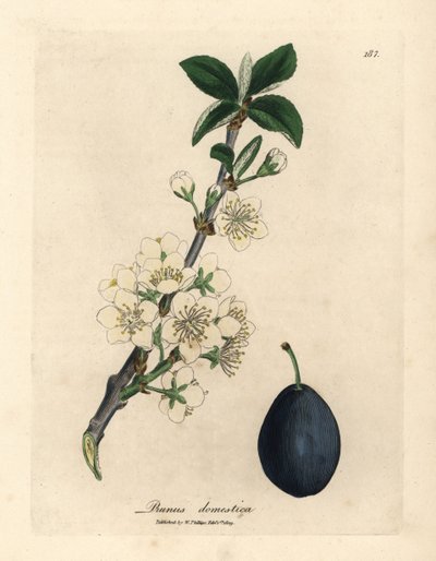 White Blossom and Fruit of the Plum or Prune Tree, Prunus domestica by James Sowerby