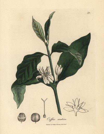 White flower, leaves and bean of the coffee plant, Coffea arabica by James Sowerby