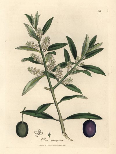 White flowered European olive tree with fruit, Olea europaea by James Sowerby