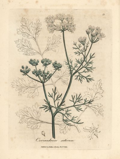 White flowered coriander, Coriandrum sativum by James Sowerby