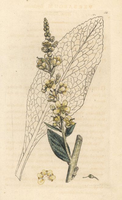 White Mullein, Verbasum lychnitis by James Sowerby