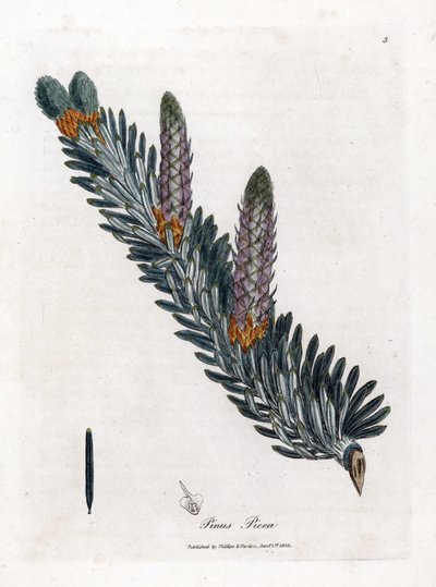White or Common Fir Tree - Silver Fir Tree, Abies Alba. Handcoloured Copperplate Engraving from a Botanical Illustration by James Sowerby from William Woodville and Sir William Jackson Hooker