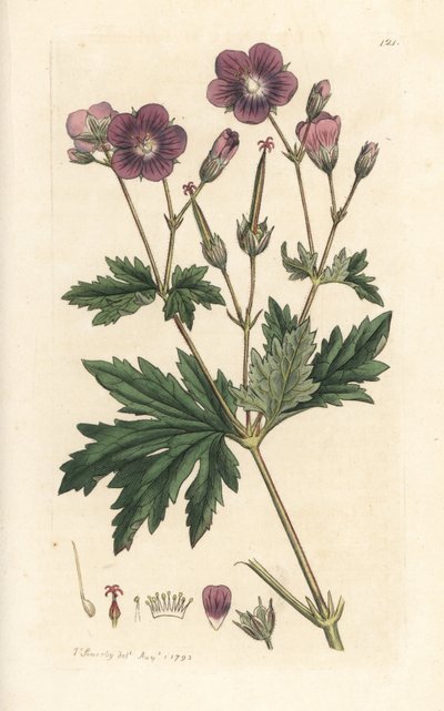 Wood Cranesbill or Woodland Geranium, Geranium sylvatium by James Sowerby