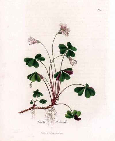 Wood Sorrel or Wood Oxalide - Woodsorrel, Oxalis acetosella. Handcoloured Copperplate Engraving from a Botanical Illustration by James Sowerby from William Woodville and Sir William Jackson Hooker