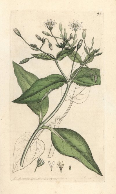 Wood stichwort, Stellaria nemorum by James Sowerby