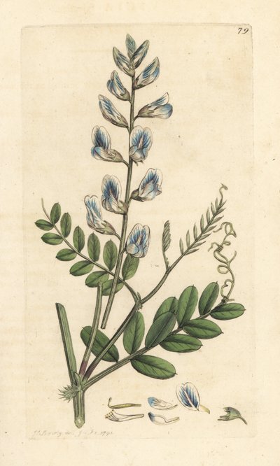 Wood Vetch by James Sowerby