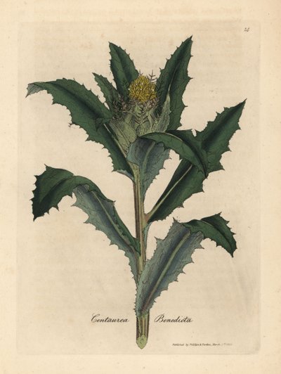 Yellow flowered blessed thistle, Centaurea benedicta by James Sowerby