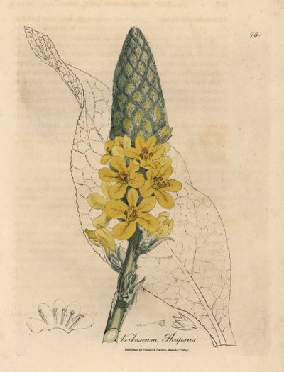 Yellow flowered great broad-leaved mullein, Verbascum thapsus by James Sowerby