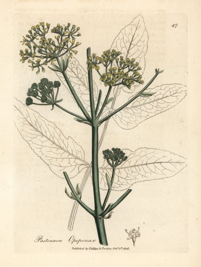Yellow Flowered Opopanax or Rough Parsnep by James Sowerby