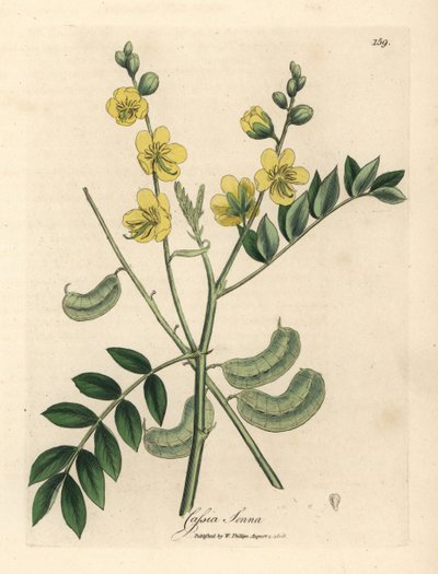 Yellow flowered senna or Egyptian cassia with seed pods, Cassia senna by James Sowerby