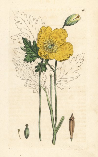 Yellow or Welsh Poppy, Papaver Cambricum (Yellow Poppy) by James Sowerby