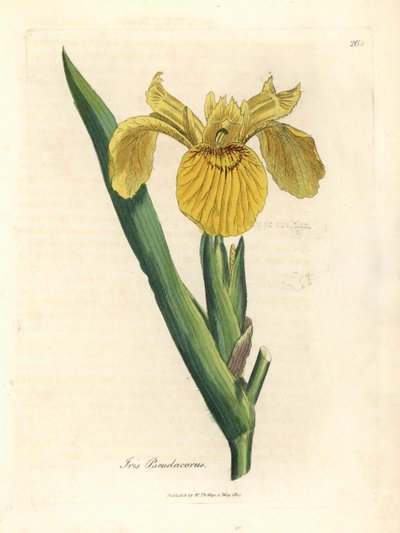 Yellow water flag, Iris pseudocorus by James Sowerby
