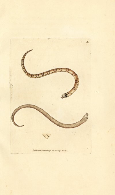 Young smooth snake, Coronella austriaca by James Sowerby