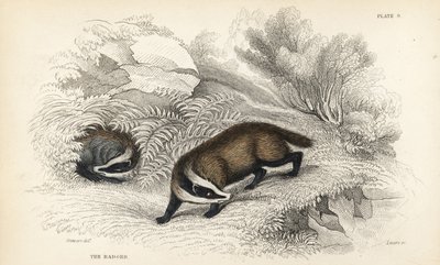 European Badger, Meles Meles, Handcoloured Steel Engraving by James Stewart
