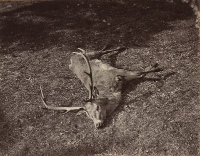 The Royal Stag by James Valentine