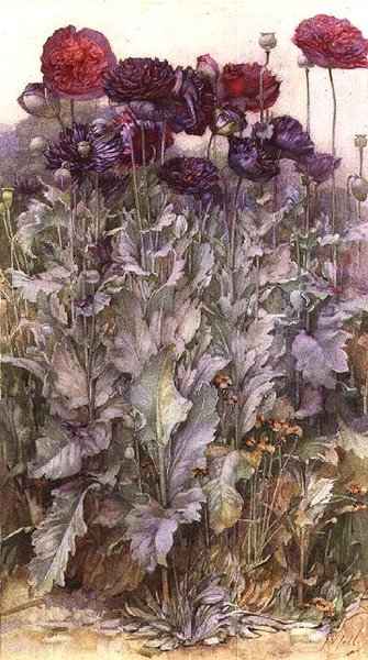 Poppies by James Valentine Jelley