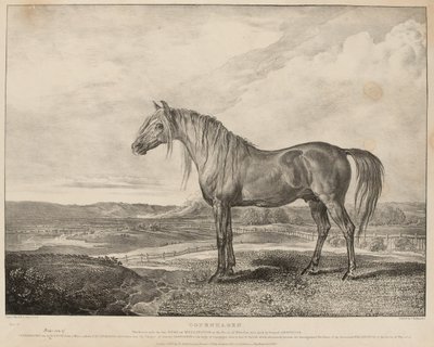 Copenhagen The Horse rode by the Duke of Wellington at the Battle of Waterloo, was bred by General Grosvenor, c.1824 by James Ward