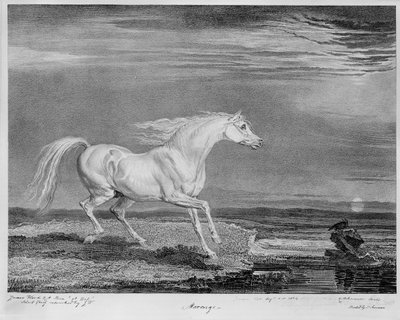 Marengo, the favourite charger of Napoleon I, c.1815 by James Ward