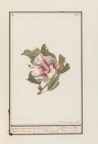 Hibiscus (Hibiscus syriacus) by Jan Anton Garemyn