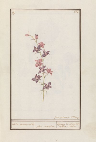 Larkspur (Consolida) by Jan Anton Garemyn