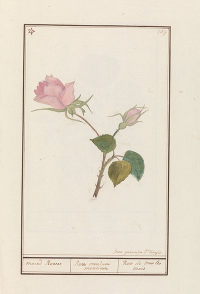 Rose of All Months by Jan Anton Garemyn