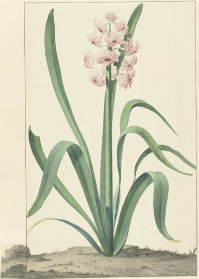 The Pink Hyacinth Rex Rubrorum by Jan Augustini