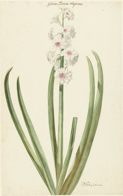 The Rose-White Hyacinth Gloria Florum Suprema by Jan Augustini