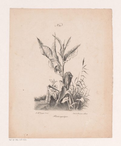 Water Plants by Jan Baptiste de Jonghe