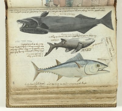 A Tuna, a Shark, and a Remora by Jan Brandes