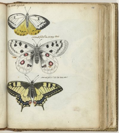 Indian Butterfly and Swedish Butterflies by Jan Brandes
