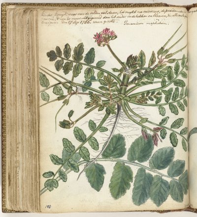 Cape Meadow Herb by Jan Brandes