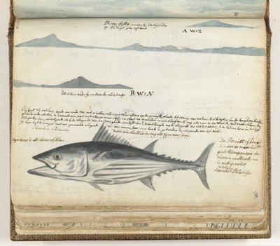 Coastal Profiles of the Canary Islands. Fish. by Jan Brandes