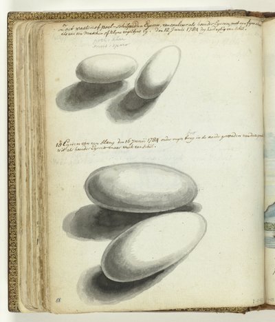 Turtle and Snake Eggs by Jan Brandes