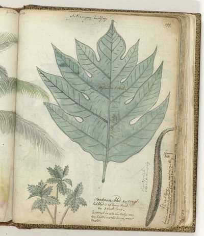 Soursop Leaf and Fruit by Jan Brandes