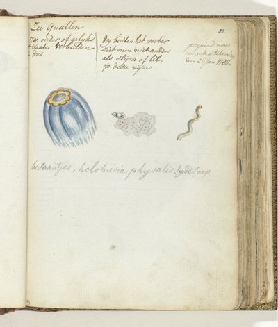 Jellyfish by Jan Brandes