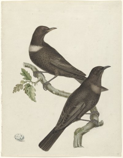 Two Ring Ouzels (Purdus torquatus) with an Egg by Jan Christiaan Sepp (possibly)