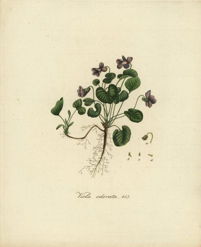 Sweet Violet or English Violet, Viola odorata by Jan Christiaen Sepp