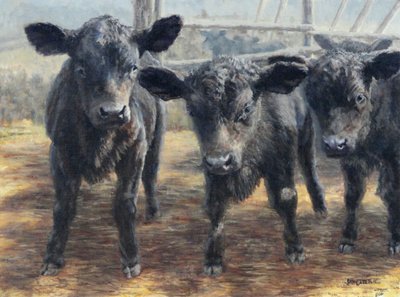 Curious Black Calves by Jan Clizer