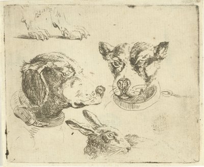 Study Sheet with Two Dog Heads, Dog Paws, and Hare Head by Jan Dasveldt