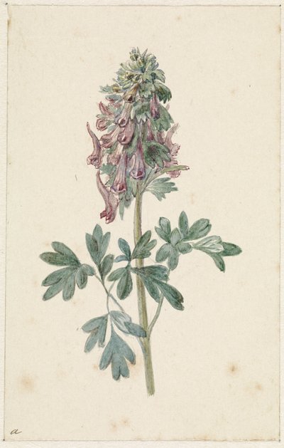 Blooming Corydalis Bulbosa by Jan Jacob Goteling Vinnis